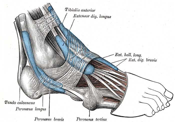 Foot Muscles